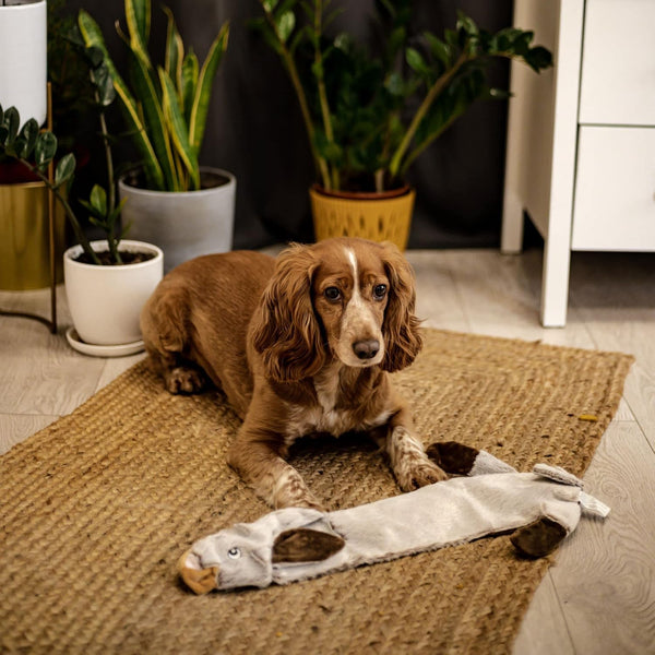 Žaislas šuniukui ,,Ponas Triušis''